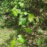 Vitis mustangensis 葉