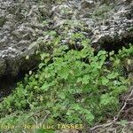 Thalictrum macrocarpum 形態