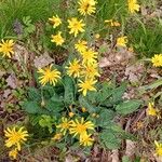 Hieracium lachenalii Vekstform