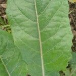 Lactuca virosa Leaf