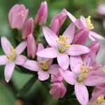 Centaurium erythraeaফুল