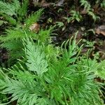 Selaginella pallescens Ліст