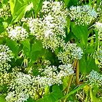 Mikania scandens Flower