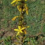 Asphodeline lutea Blüte