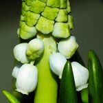 Muscari botryoides Flor