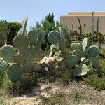 Opuntia robusta Leaf