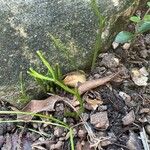 Psilotum nudum Leaf