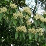 Miconia dolichorrhyncha Habit