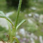 Silene ciliata Corteza