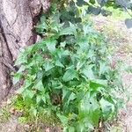 Atriplex sagittata Blad