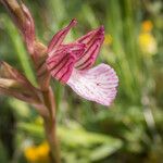 Anacamptis papilionacea Flor