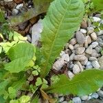 Taraxacum campylodes List