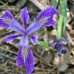 Iris hartwegii Blomma