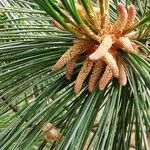 Pinus peuce Floare