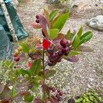 Aronia melanocarpa Plod