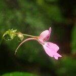 Impatiens filicornu Kwiat