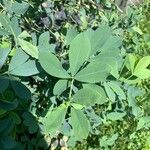 Baptisia australis Blad