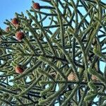 Araucaria araucanaΦύλλο