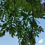 Fraxinus americana叶