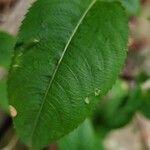 Impatiens balfourii List