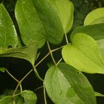 Clematis dioica Blad