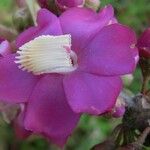 Topobea parasitica Flor