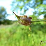 Bunias erucago Frucht