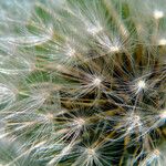 Taraxacum rubicundum Mbuma