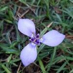 Herbertia lahue 花