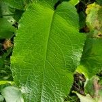 Rumex patientia Leaf