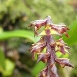 Bulbophyllum incurvum Kukka