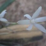 Aerangis calantha Kwiat