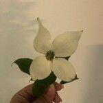 Cornus kousa Flower