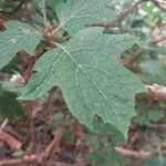 Hydrangea quercifolia Leht