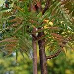 Sorbus americana Feuille