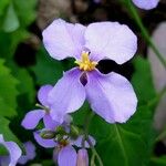 Orychophragmus violaceus Blüte