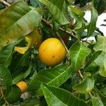Pouteria caimito Fruit