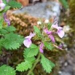 Teucrium chamaedrys Other