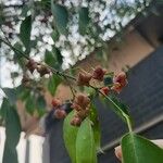 Euonymus maackii Fruit