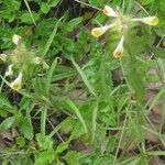 Melampyrum cristatum Flower