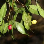 Eugenia oerstediana Fruit