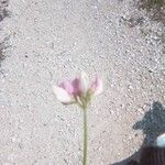 Coronilla variaFlower