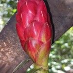 Costus erythrothyrsus Цветок
