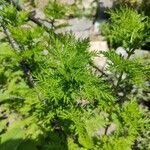 Artemisia annua Листок