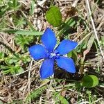 Gentiana sierrae Flower