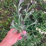 Centaurea scabiosaЦветок