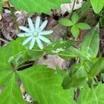 Stellaria pubera Flower