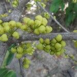 Pera glabrata Plod