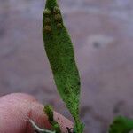 Pleopeltis macrocarpa Foglia