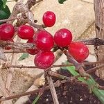 Coffea canephora Frutto